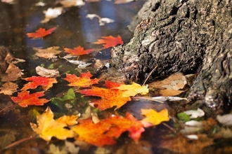 Autumn leaves at base of tree trunk