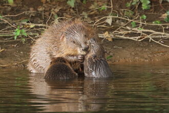 A beaver and her two kits sitting at the water's edge. One beaver kit is feeding while the mother washes the face of her other kit