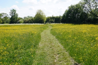 Field of buttercups