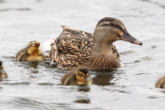 Mallard duck surrounded by chicks, in water