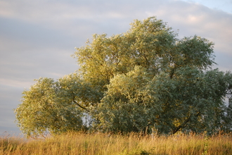 Large tree in a field