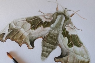 Drawing of a moth