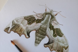 art of a moth
