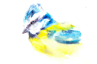 Watercolour painting of a blue tit