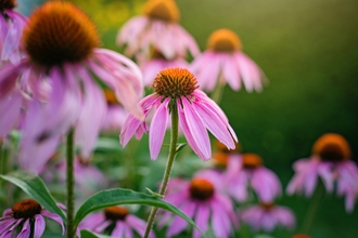 Pink echinacea flowers