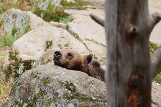 Brown bear resting head on a rock