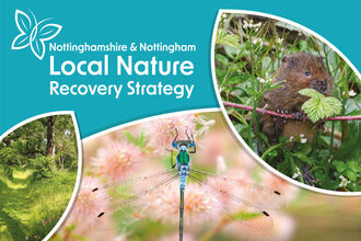 Graphic with dragon fly on