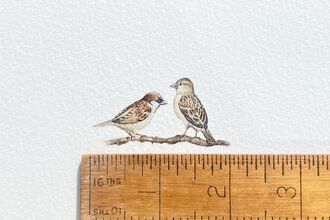 Tiny picture of birds by Jo Glazebrook