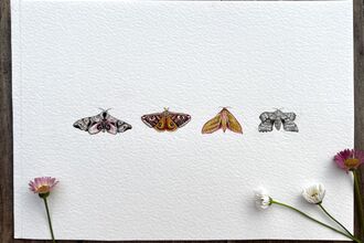 Small pictures of butterflies