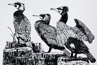 Black and white picture of three birds