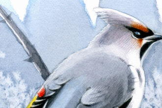 Watercolour bird on branch