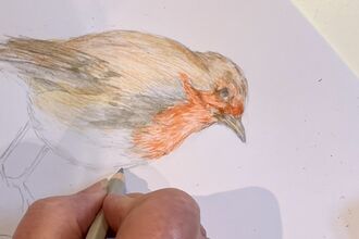 Hand with pencil drawing a robin on paper