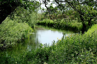 River with lots of plantlife and undergrowth on its banks, tree in foreground