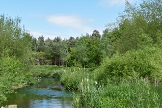 Trees, reeds and river at Idle Valley
