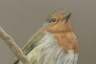 Picture of robin on branch