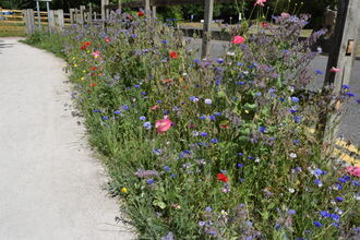 Various types of flowers by a path