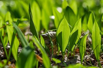 Wild garlic in the ground