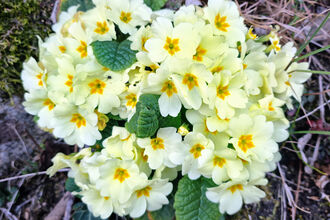 Primroses on the ground