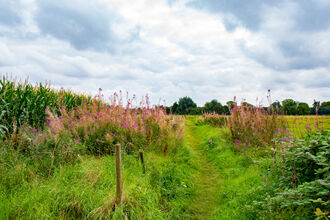 Trodden path through field with plants and a fence, woodland in background