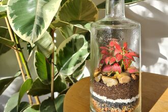 Small plant in glass terrarium next to larger house plant