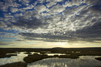 Peatlands