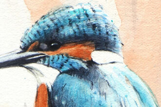 Illustration of kingfisher