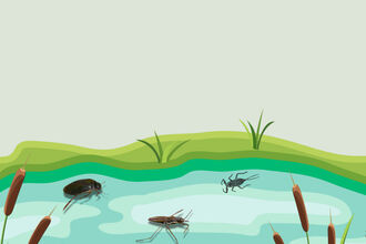 Illustration of pond containing waterborne insects