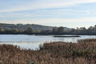 Wetland landscape with island scrape