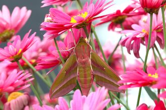 Elephant Hawk Moth amongst vivid pink flowers