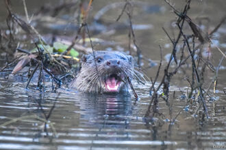 Otter swimming through water with branches and twigs nearby