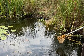 Nets being dipped into a pond