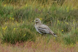 A stone curlew standing in a meadow. It's a brown wading bird with a large yellow eye, long yellow legs and a slender yellow beak