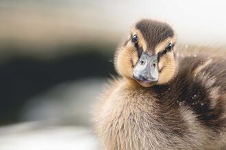 Duckling standing in shallow water