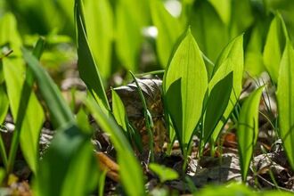 Leaves sprouting from the ground