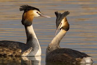 Two great crested grebes together on lake