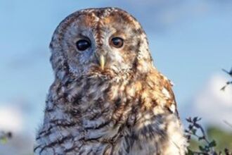 Owl perched on branches
