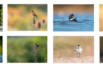 Eight photos of various animals arranged in a 4x2 grid