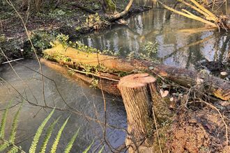 Tree trunk crossing a stream in the water to slow water flow