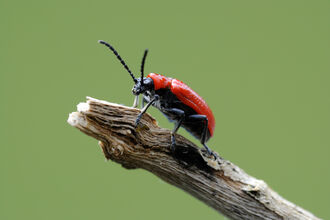 Small beetle with red shell on a branch