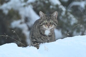Wildcat in snow