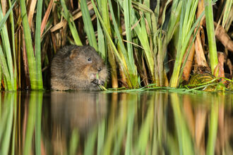Water vole among reeds, eating