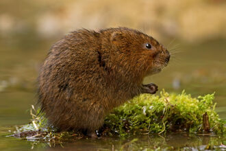 Water vole on grass