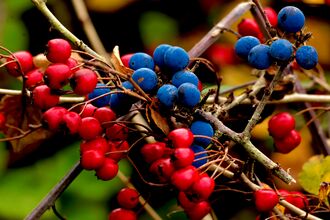 Red and blue berries on branch