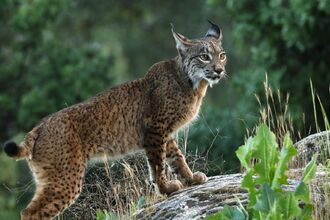 Iberian Lynx standing on rock