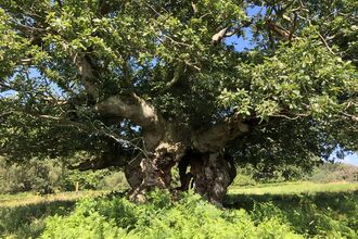 Large oak tree in the sun