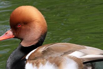 Small duck with red head and black, brown and white body feathers in water