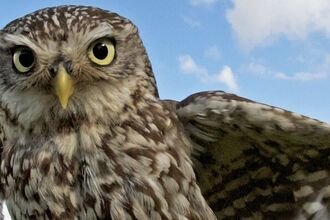 Little owl with wings out
