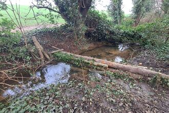 A tree trunk across a stream to reduce the flow of water