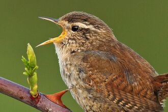 Wren singing while perched on spiked branch