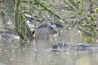 Otter in water surrounded by banches